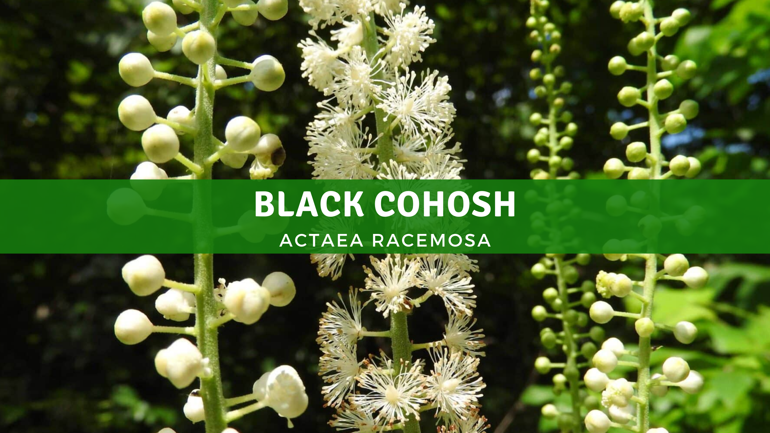 Benefits of Black Cohosh for Women's Health