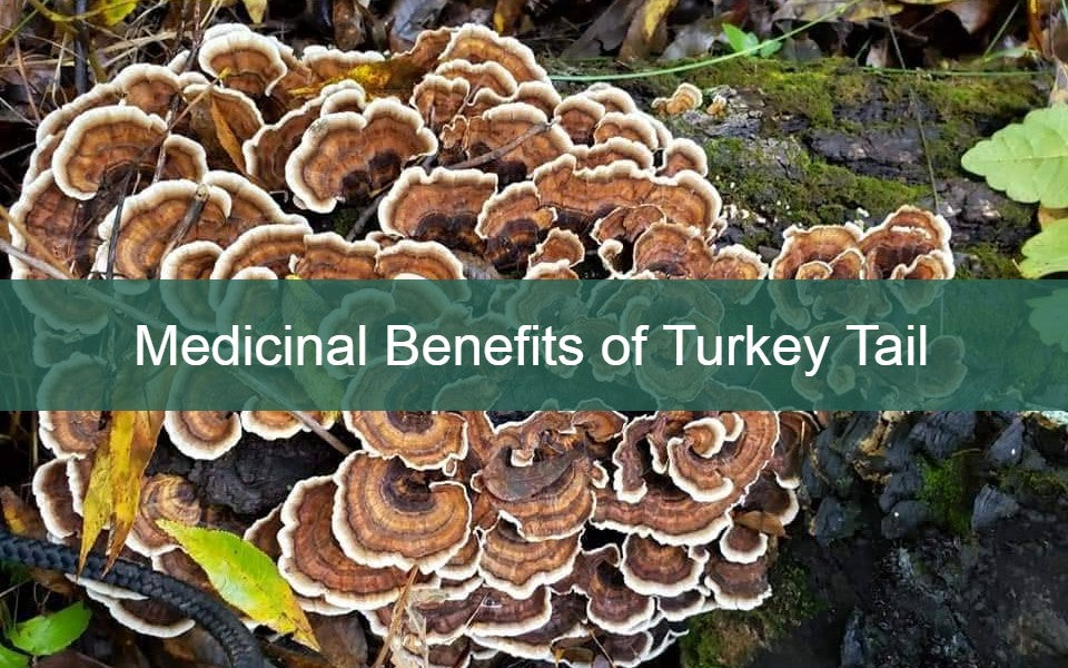 The Medicinal Benefits of Turkey Tail Mushroom