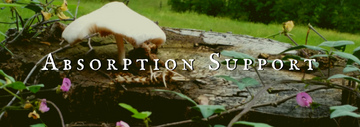 Absorption Support Collection