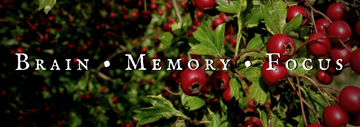 Brain • Memory • Focus Collection