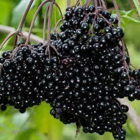 Elderberry Organic Wild Crafted Herbal Extract