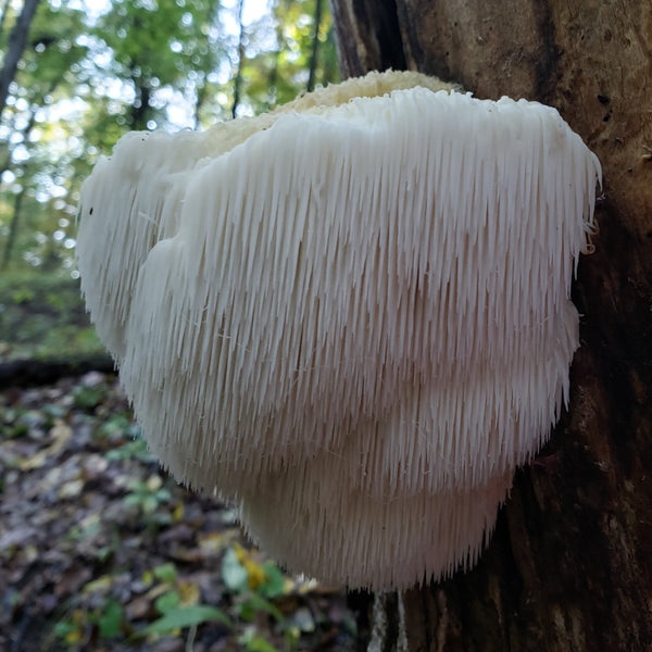 Lion's Mane Mushroom - Organic Wild Crafted Herbal Extract