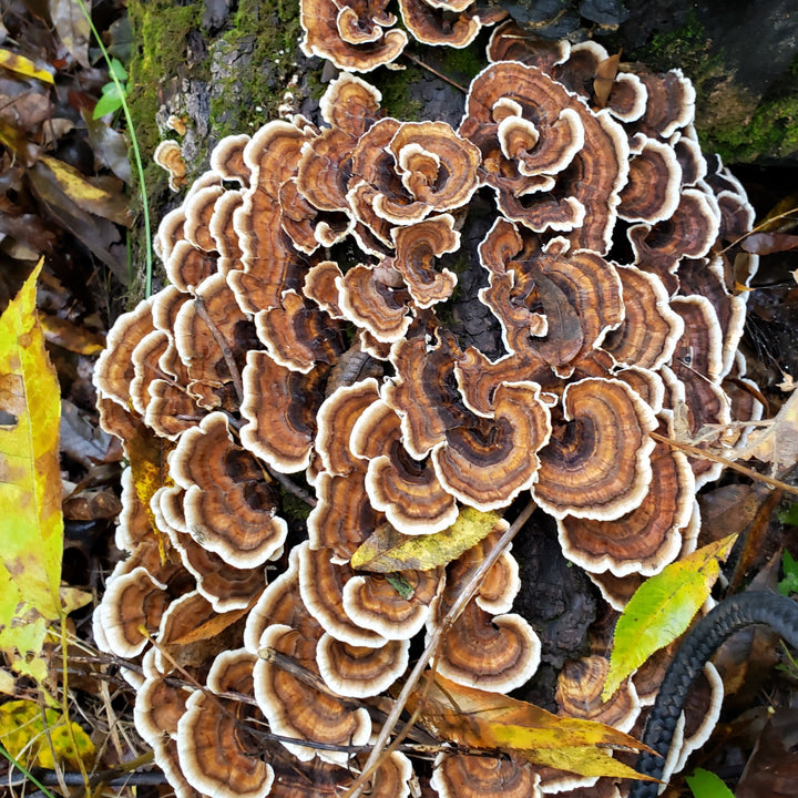 Turkey Tail Mushroom