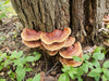 Wild crafted Reishi mushrooms for herbal extracts