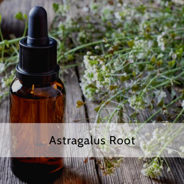 Astragalus Root (2 & 4 oz Available)