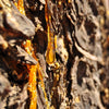 Myrrh Sap Cropped from A tree - Herbal Medicine