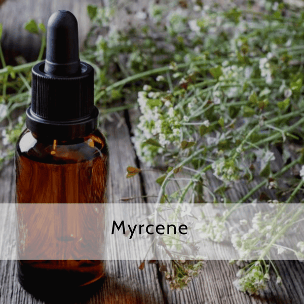 Myrcene (2 & 4 oz Available)